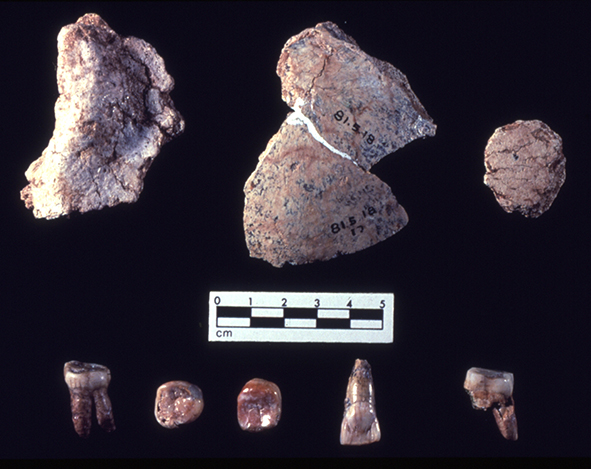 Hexian Homo erectus
